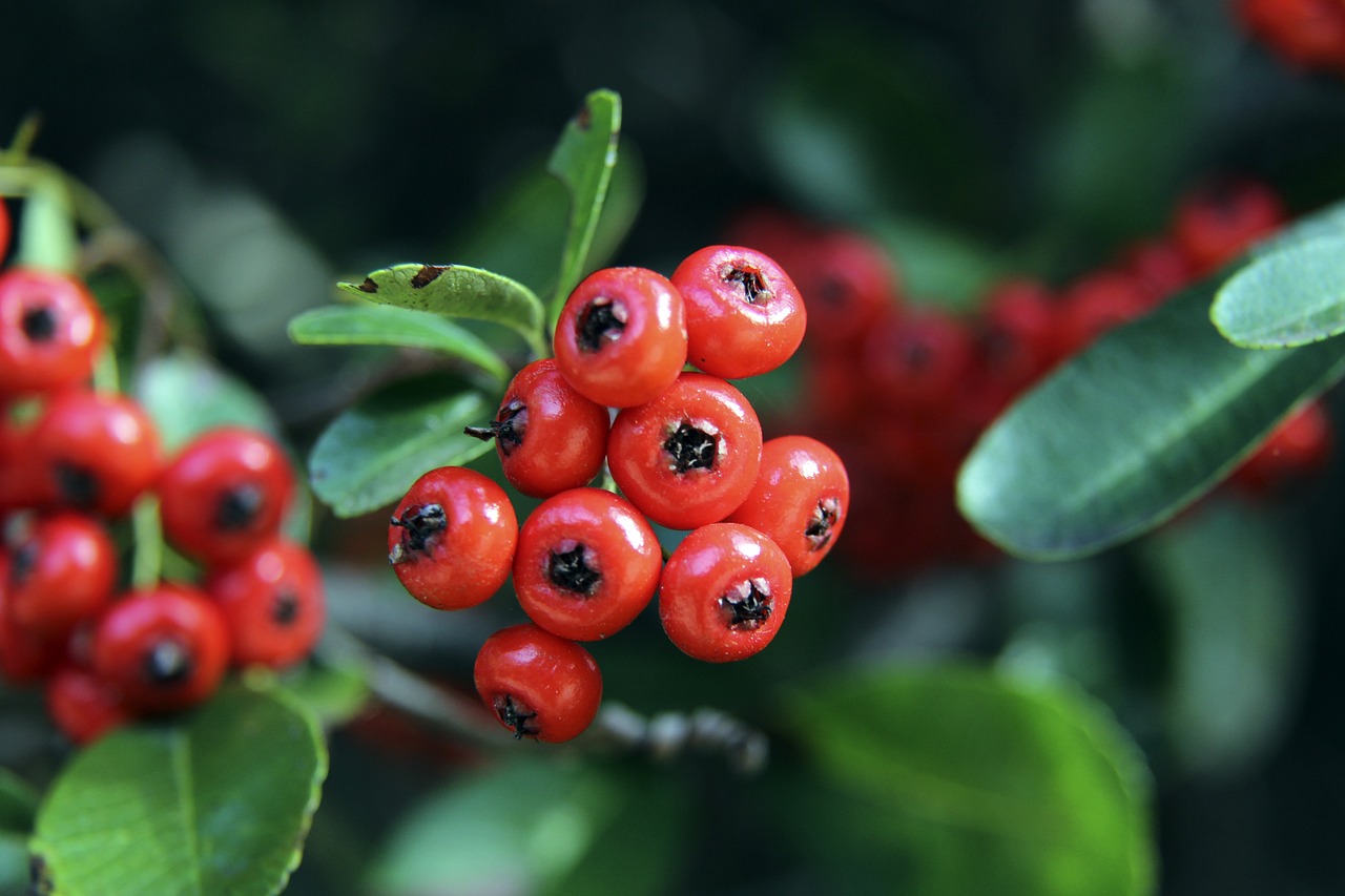 西汉姆联通 西汉姆联通